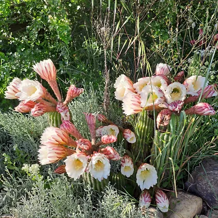 Pian Di Meta Vecchia Farma Castiglione dʼOrcia